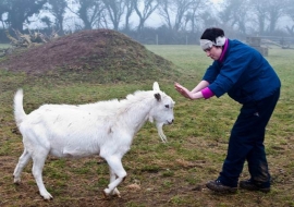 Animal Welfare Store Limerick 2011 (55)