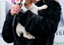 Animal Welfare Store Limerick 2011 (65)