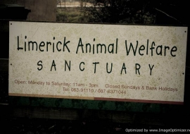 Animal Welfare Store Limerick 2011 (77)