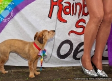limerick-pride-2011-43