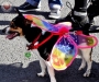 limerick-pride-parade-album-1-17