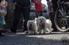 limerick-pride-parade-album-1-39