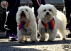 limerick-pride-parade-album-1-40