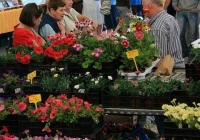 milk-market-limerick-june-2010-11
