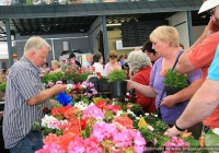 milk-market-limerick-june-2010-39