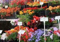 milk-market-limerick-june-2010-8