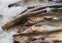 milk-market-limerick-june-2010-99