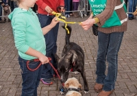 riverfest-dog-show-i-love-limerick-03