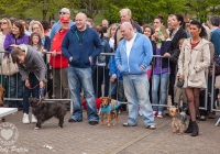 riverfest-dog-show-i-love-limerick-04