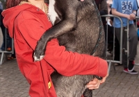 riverfest-dog-show-i-love-limerick-06