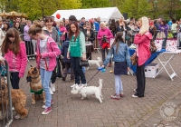 riverfest-dog-show-i-love-limerick-08