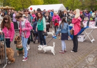 riverfest-dog-show-i-love-limerick-08