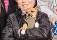 riverfest-dog-show-i-love-limerick-24