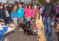 riverfest-dog-show-i-love-limerick-26