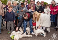 riverfest-dog-show-i-love-limerick-27