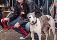 riverfest-dog-show-i-love-limerick-30