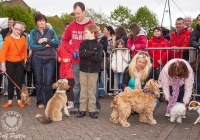 riverfest-dog-show-i-love-limerick-31