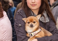 riverfest-dog-show-i-love-limerick-33