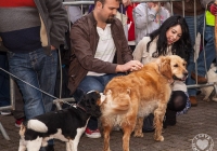 riverfest-dog-show-i-love-limerick-34