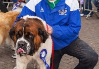 riverfest-dog-show-i-love-limerick-39