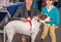 riverfest-dog-show-i-love-limerick-51