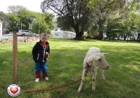 tait-house-comunity-enterprise-limerick-fun-day-36