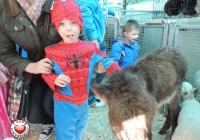 tait-house-comunity-enterprise-limerick-fun-day-42