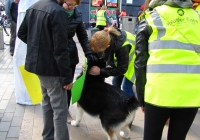 volunteer-happiness-day-i-love-limerick-009