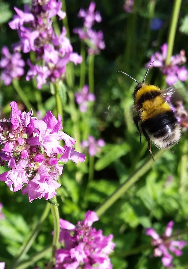 Discovering Limericks Bees by Albert Nolan