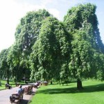 Discovering the benefits of Nature by Albert Nolan