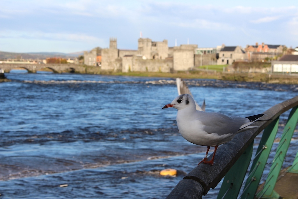 Limerick named European city of the Future