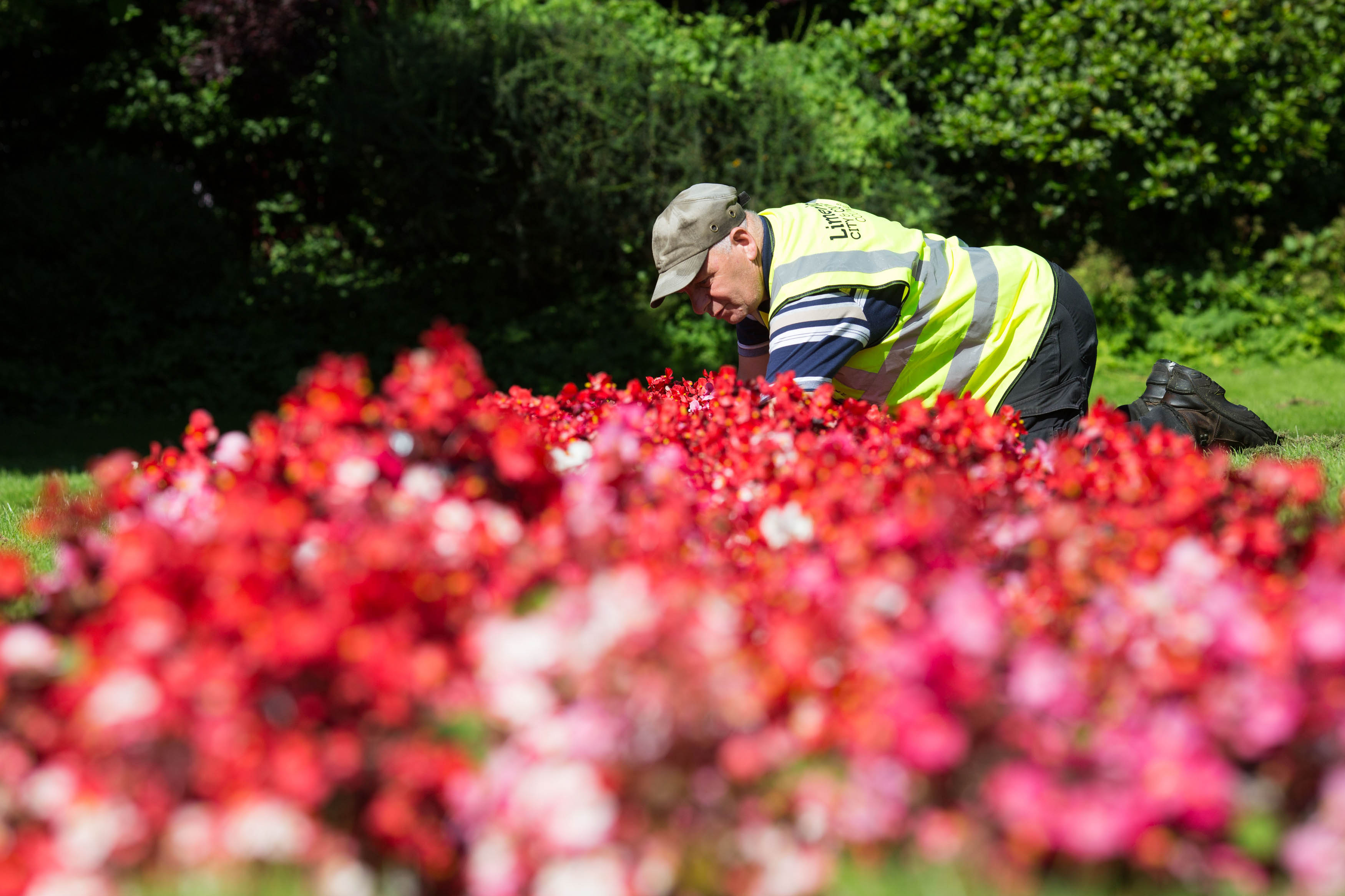 Parks Department Vibrant flowers brighten Limerick city centre