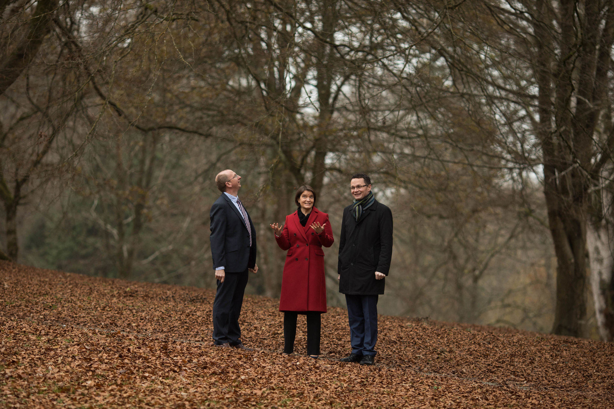 550k euro Tree Investment