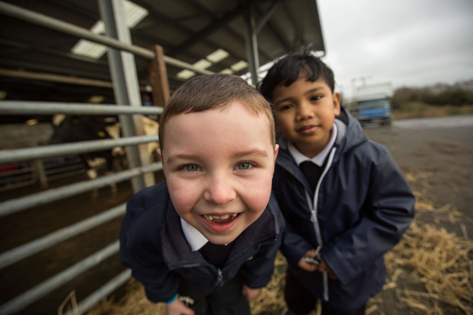 Rwanda Bothar Irish herd