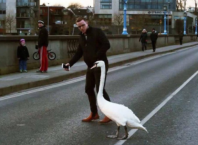 Limerick Swan Whisperer