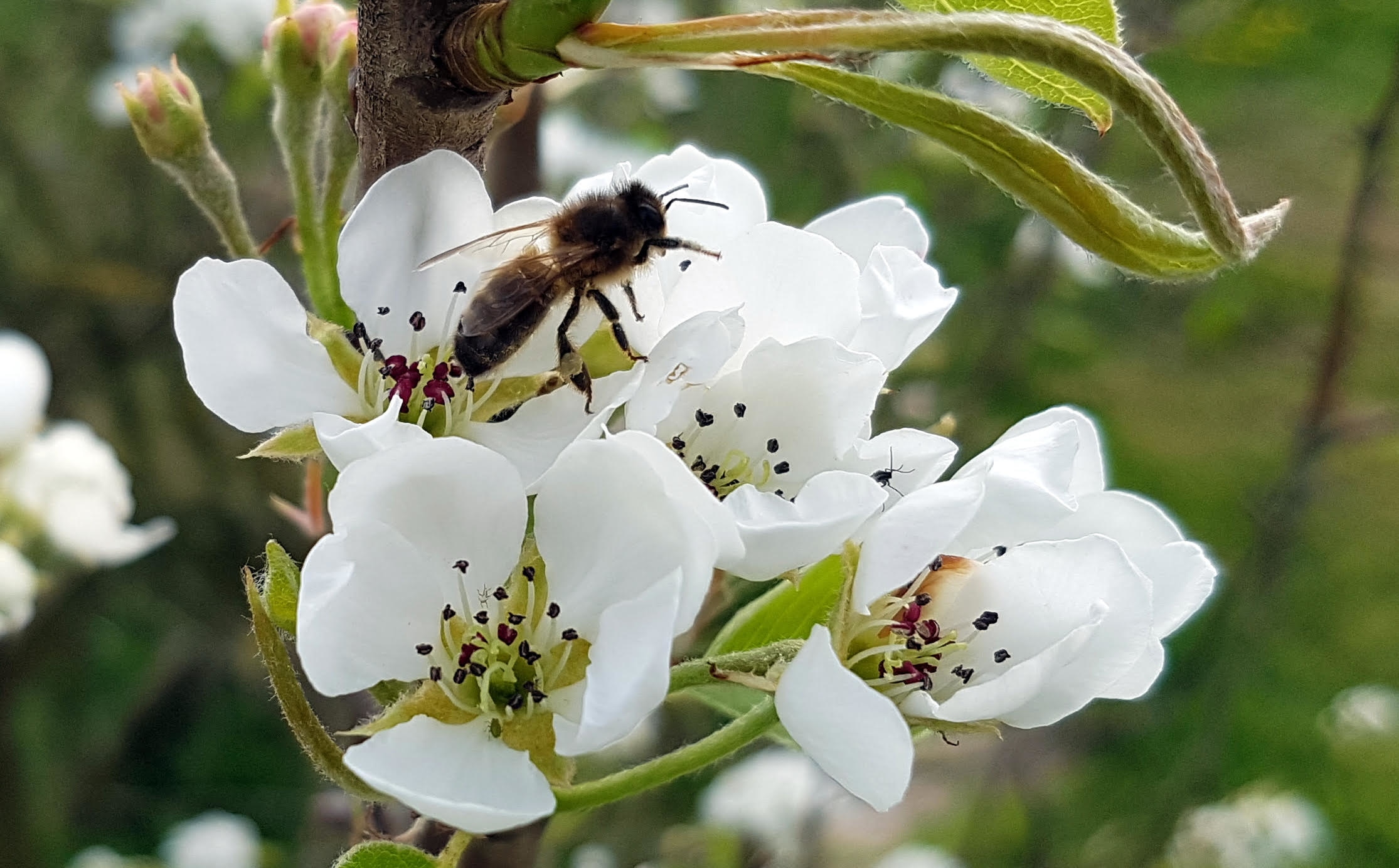 Apis Mellifera Mellifera