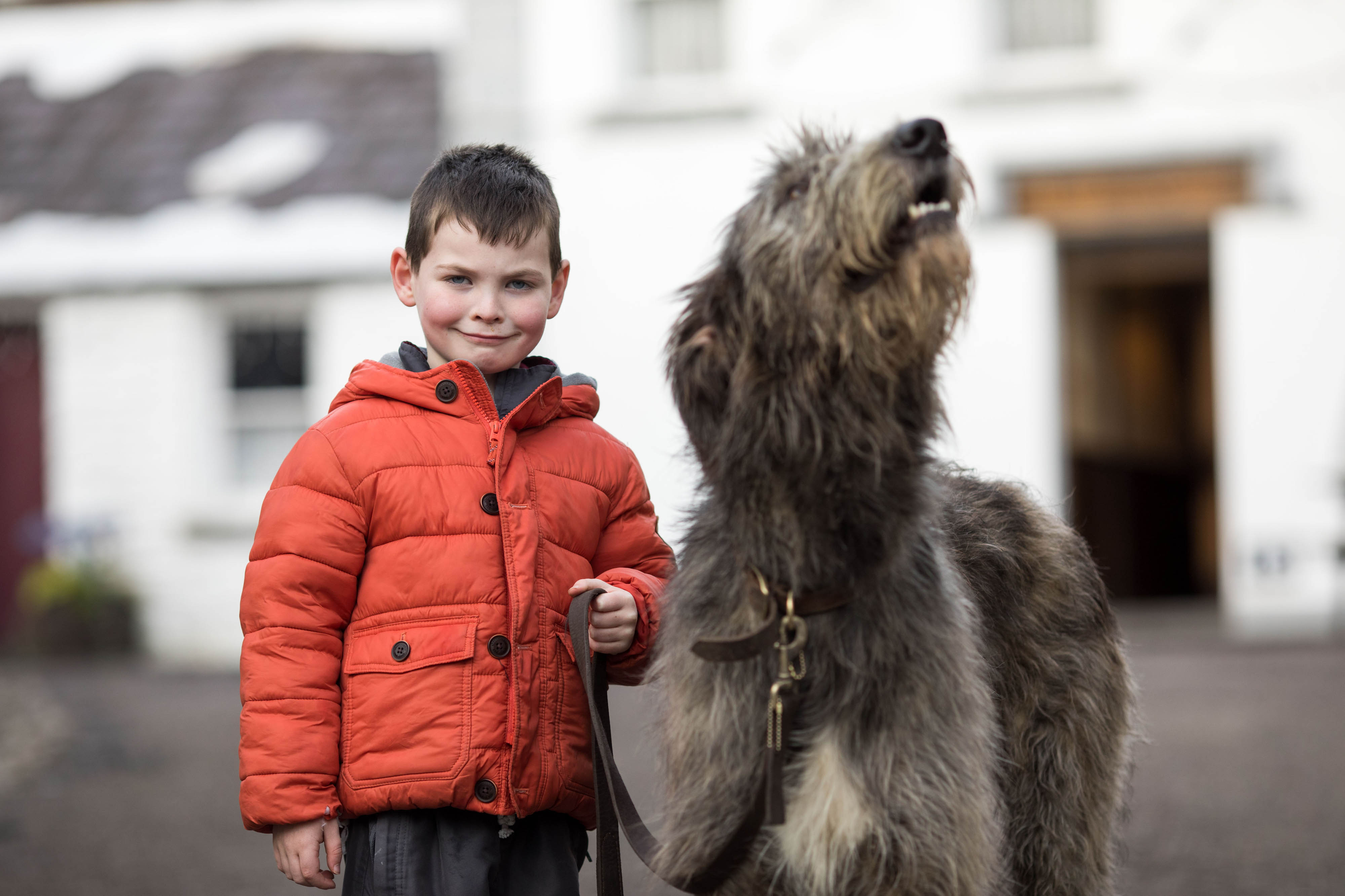 Irish Wolfhounds