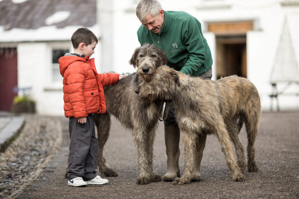 Irish Wolfhounds Make Return to Bunratty Castle and Folk Park