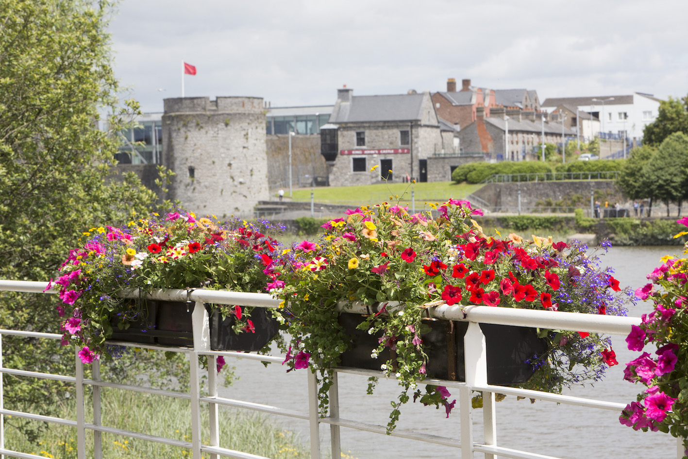 Limerick floral displays