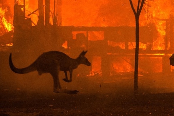 Ivory Closet Australian Bushfires