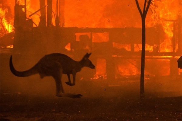 Ivory Closet Australian Bushfires