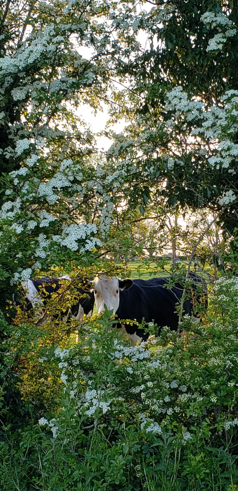 Cownt beef out, green in as Adare vegan farm is set to launch