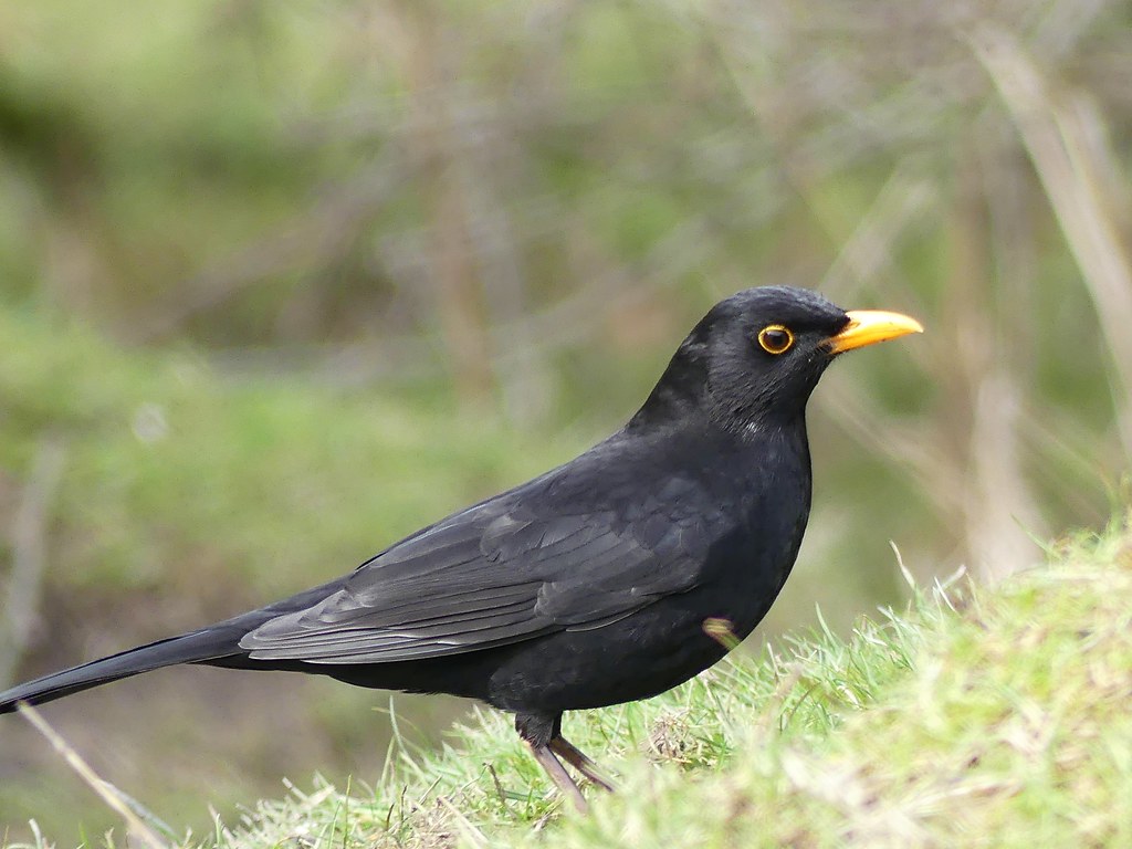 The Blackbird