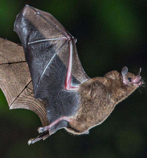 Warm weather brings out the bats