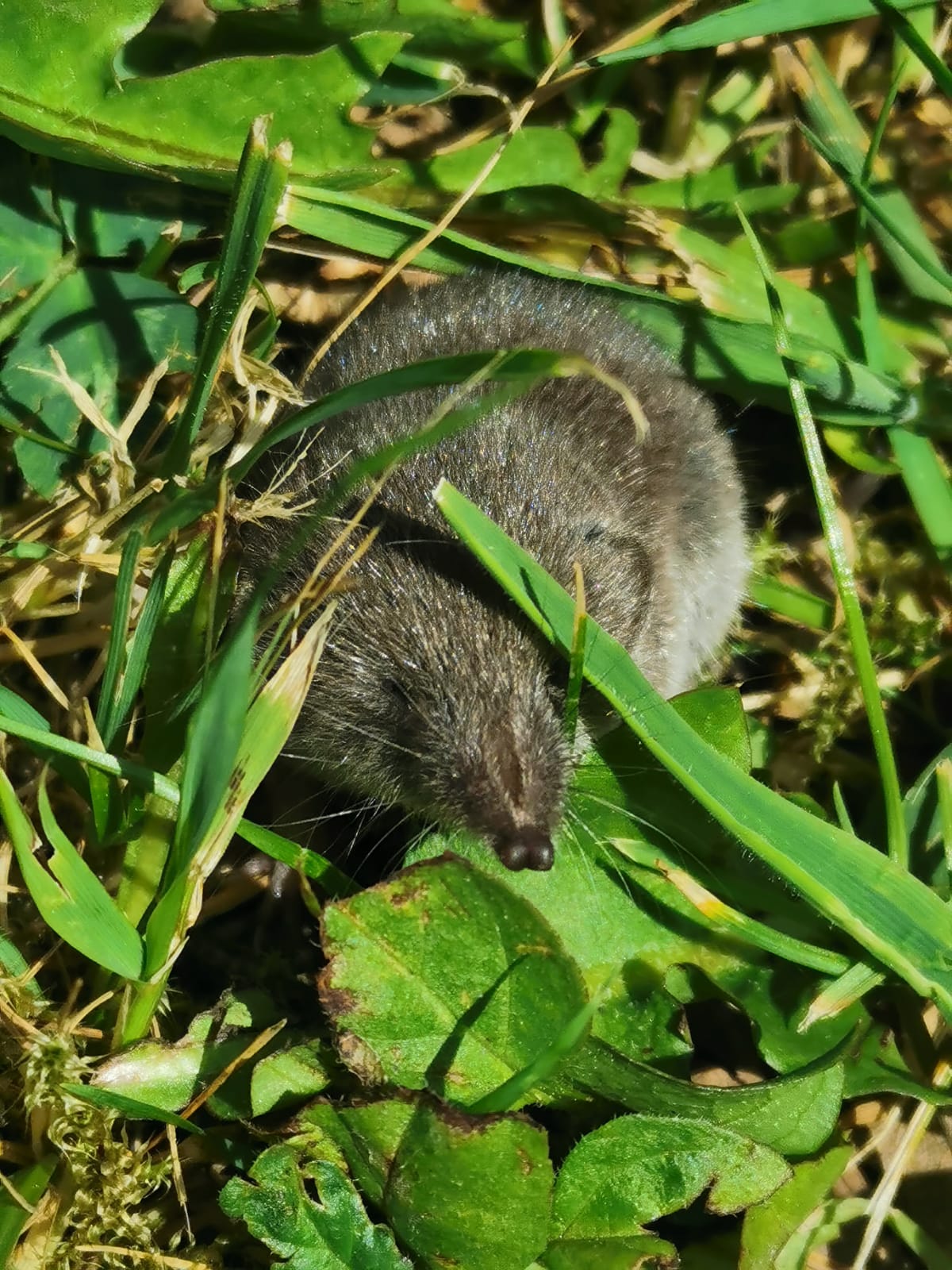 TLC Biodiversity