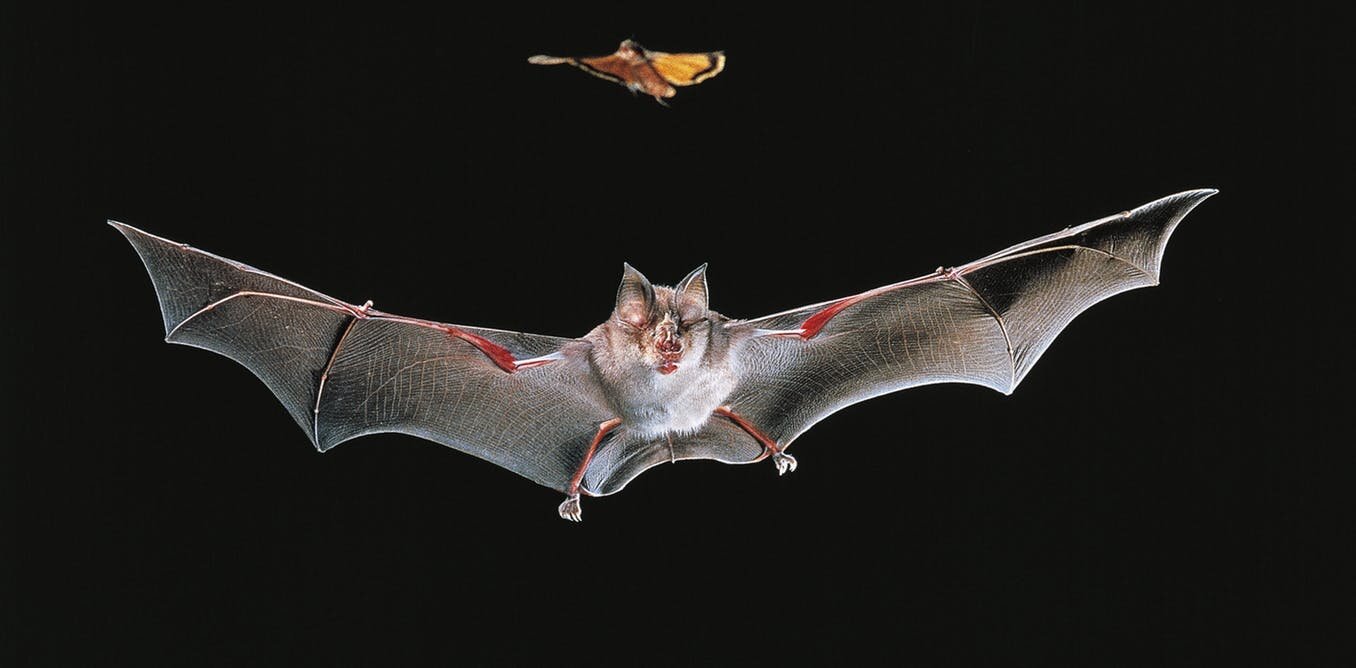 Virtual Bat Walk