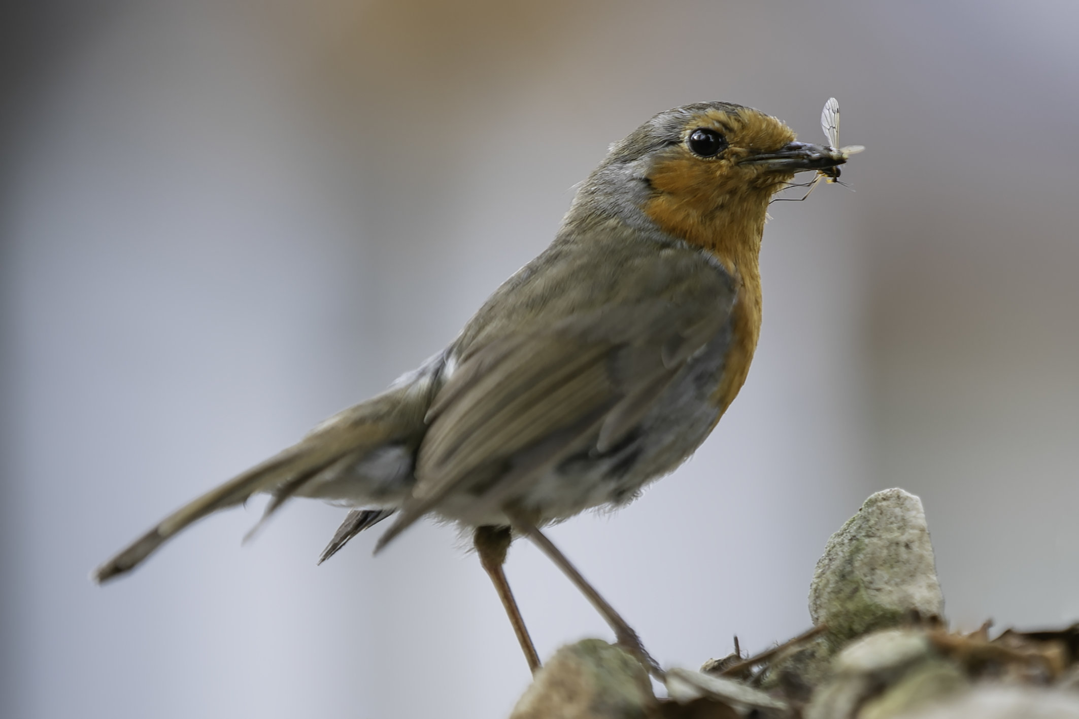 TLC Biodiversity