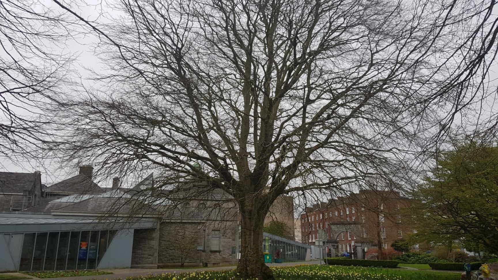 National Tree Week 2021 - Copper Beech in Peoples Park pictured above