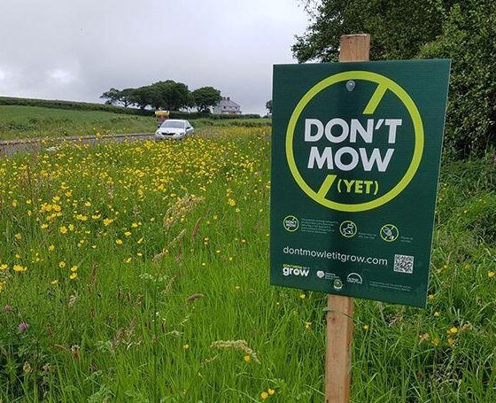 Pollinators for Earth Day is a significant aspect of Earth Day this year. Homeowners are encouraged to sign up and pledge their garden under the Limerick City and County Council ‘s new plan to save the pollinators.