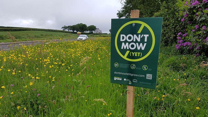 Pollinators for Earth Day is a significant aspect of Earth Day this year. Homeowners are encouraged to sign up and pledge their garden under the Limerick City and County Council ‘s new plan to save the pollinators.